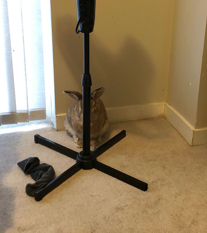 Rabbit attempting to hide behind a black stand on a beige carpet in a corner, showing a poor hiding effort.