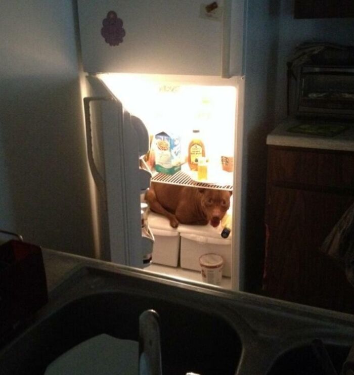 Dog hiding inside the open fridge, one of the pets who tried hiding from their owners but did a ridiculously bad job.
