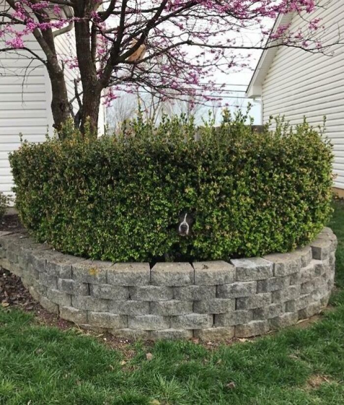 Dog hiding poorly in a bush, one of the pets who tried hiding from their owners but did a ridiculously bad job.