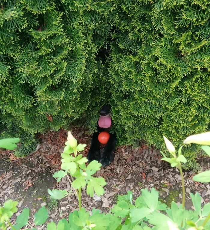 Black dog hiding in bushes with tongue out, holding a red ball, a funny pet hiding fail from owners.