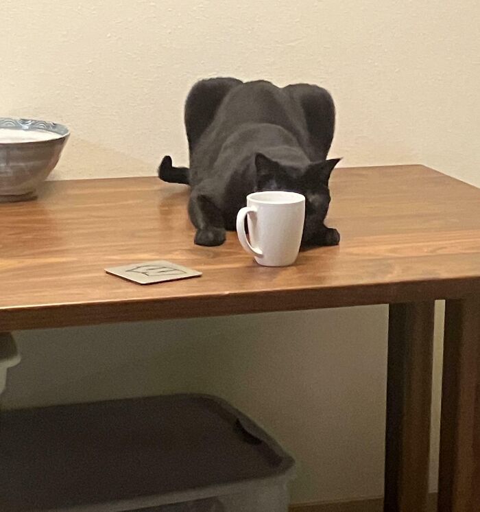 Black cat awkwardly hiding behind a white mug on a wooden table, one of the pets who tried hiding but did a bad job.