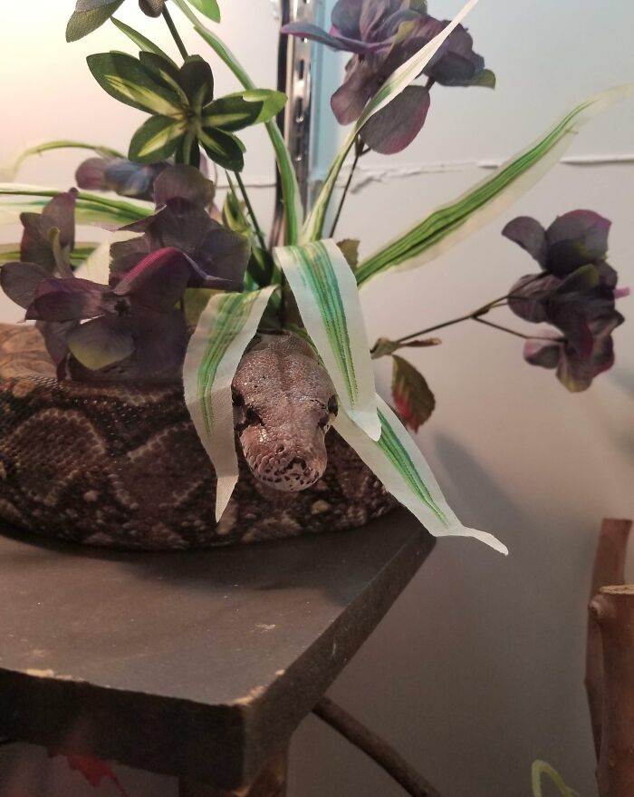 Snake trying hiding from its owners but doing a ridiculously bad job by blending poorly with a flower pot arrangement.