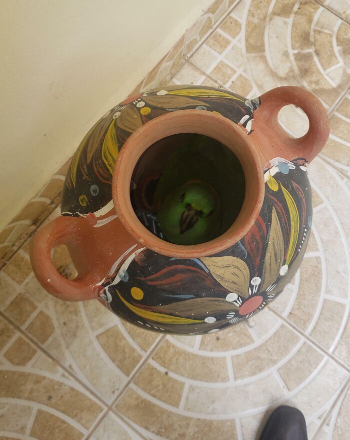 Green parrot hiding inside a decorated ceramic pot, one of the pets who tried hiding but did a ridiculously bad job.