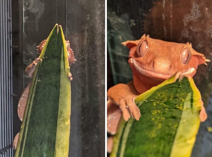 Crested gecko attempting to hide behind a leaf, one of the pets who tried hiding but did a ridiculously bad job.