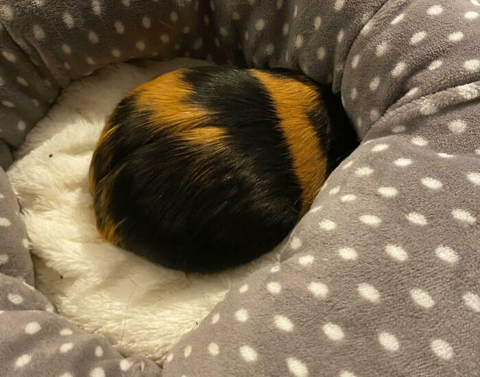Guinea pig trying hiding from its owner but clearly visible curled up in a polka dot pet bed.