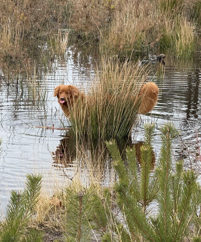 Golden retriever partially hidden behind tall grass in a pond, a pet trying to hide but doing a bad job.