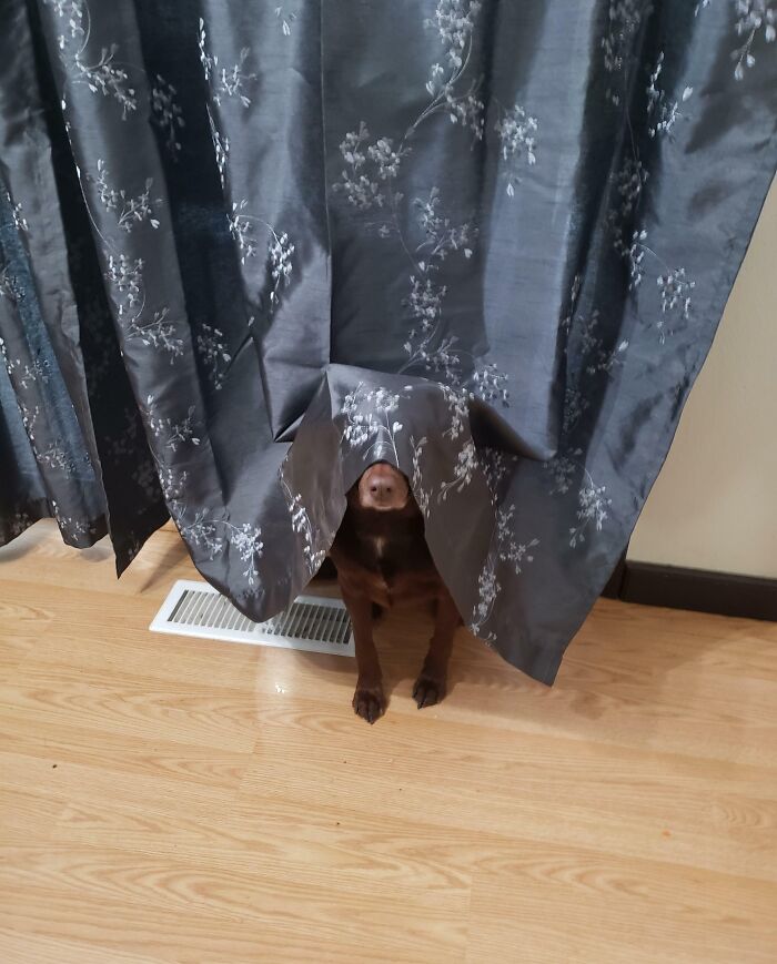 Small dog hiding under a curtain but clearly visible, part of pets who tried hiding from their owners but failed.