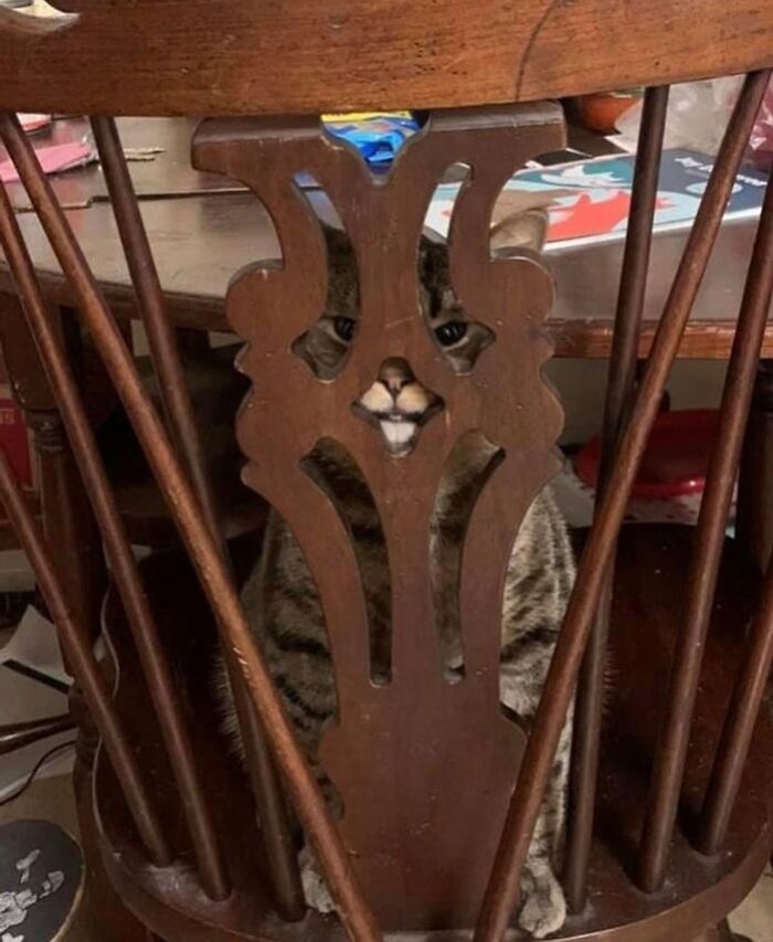Cat trying hiding from its owner behind a wooden chair but visible through the chair's decorative cutouts.