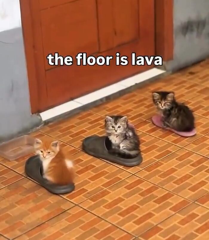 Three amazing cats with immaculate auras sitting comfortably inside slippers on a tiled floor near a wooden door.