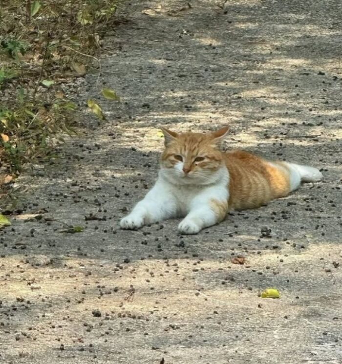 Orange and white cat with immaculate aura lying calmly on a shaded gravel path surrounded by natural foliage.
