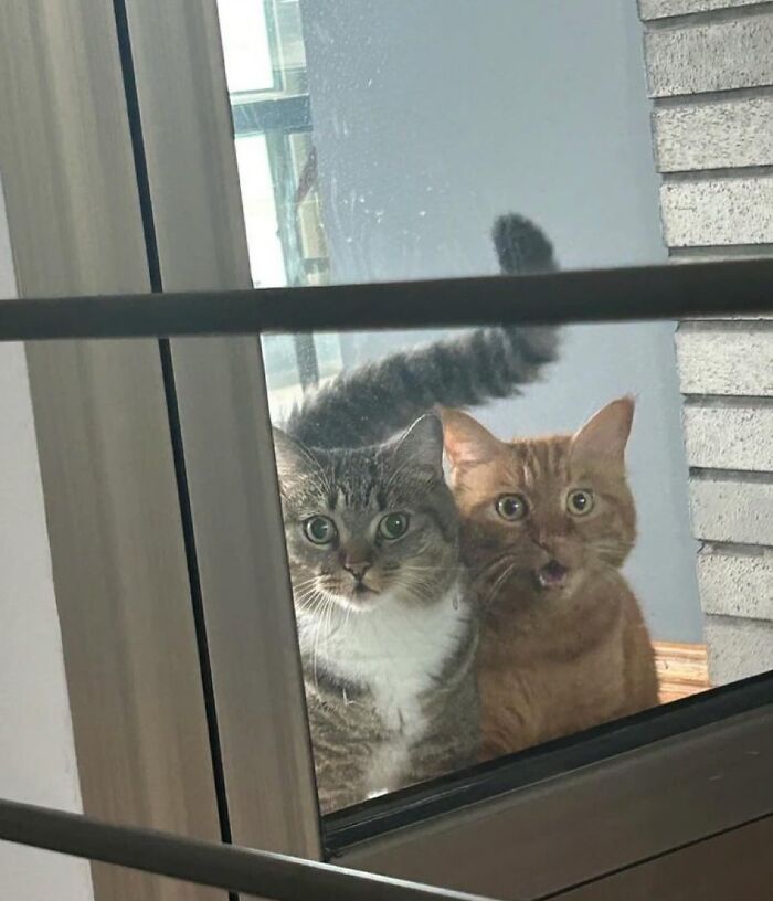 Two amazing cats with immaculate auras looking curiously through a glass door in a bright indoor setting.