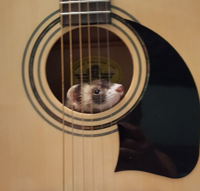 Ferret peeking through the sound hole of an acoustic guitar, a pet trying hiding but doing a ridiculously bad job.
