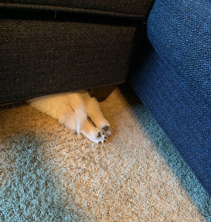 Small dog hiding under couch with paws sticking out, a funny example of pets who tried hiding but failed.