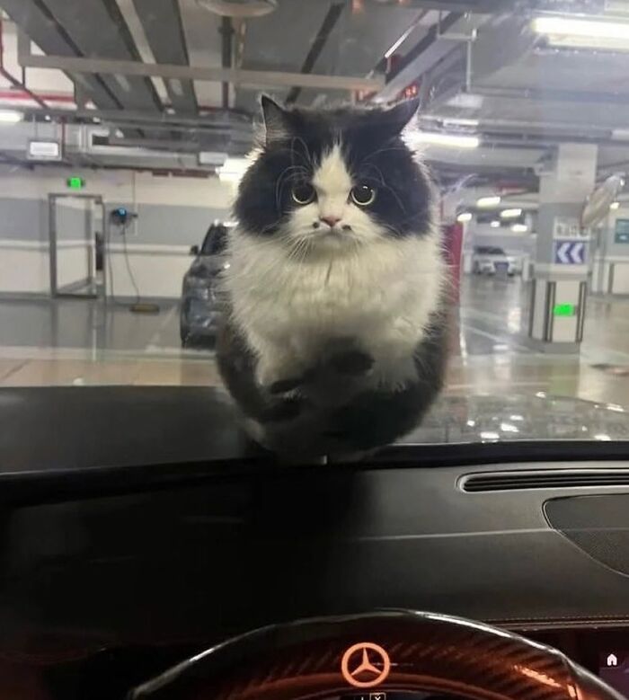 Fluffy black and white cat with an immaculate aura sitting on a car dashboard inside a parking garage.