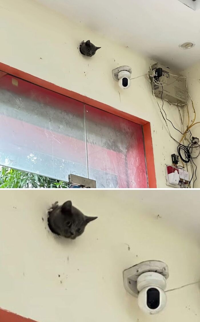 Gray cat peeking through a hole in the wall near a security camera inside a building with wires and glass door.
