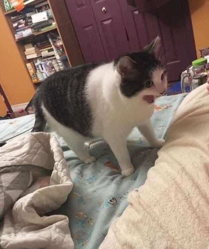 Black and white cat with an immaculate aura standing on a bed in a cozy, colorful bedroom setting.