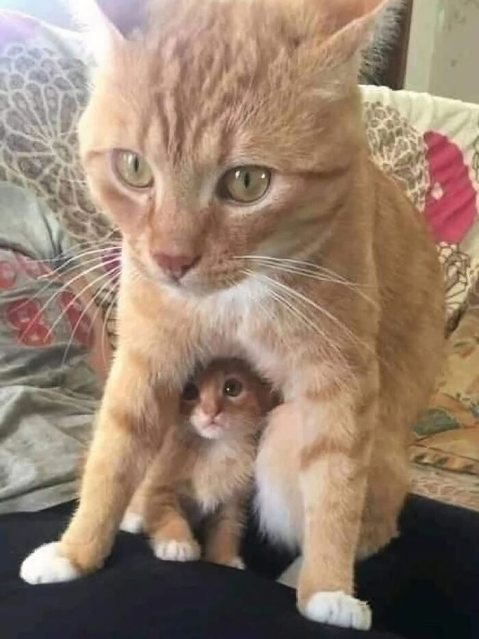 Orange cat sheltering a tiny kitten underneath, showcasing amazing cats with immaculate auras in a cozy home setting.