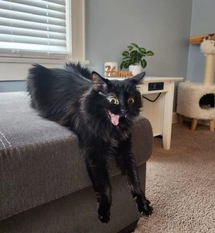 Black cat with immaculate aura stretching on couch, mouth open and eyes wide in a bright and cozy living room setting