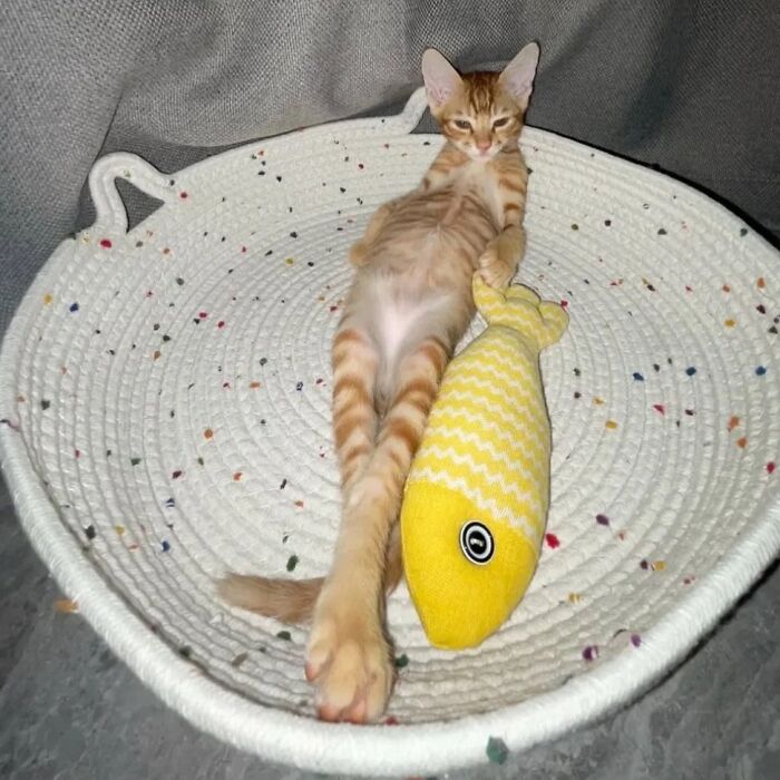 Orange tabby cat lounging with a yellow fish toy in a round white woven basket, showcasing amazing cats with immaculate auras.