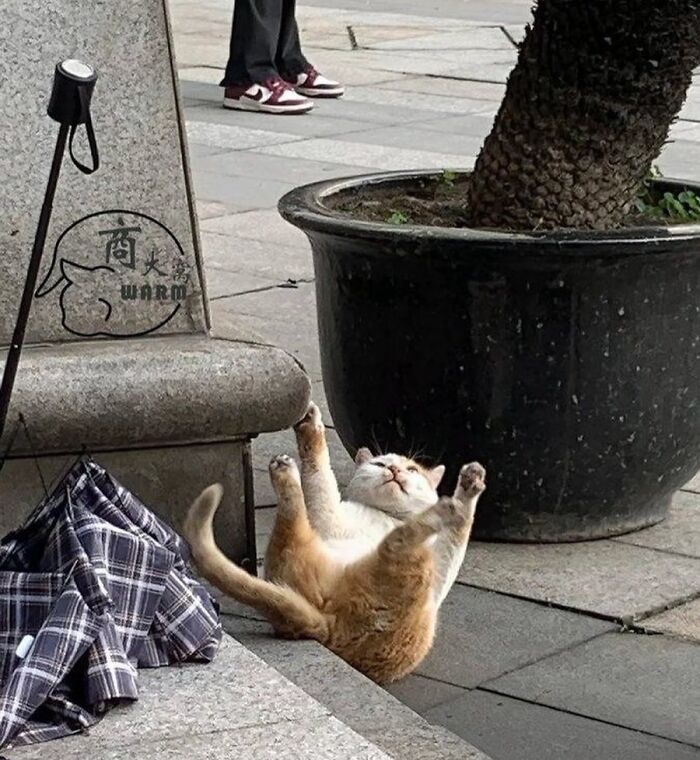 Calm cat lying on its back near a large plant pot, showing an amazing cats with immaculate auras moment outdoors.