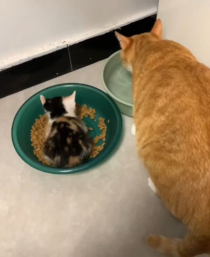 Two amazing cats with immaculate auras, one orange cat drinking water beside a smaller multicolored kitten eating food.