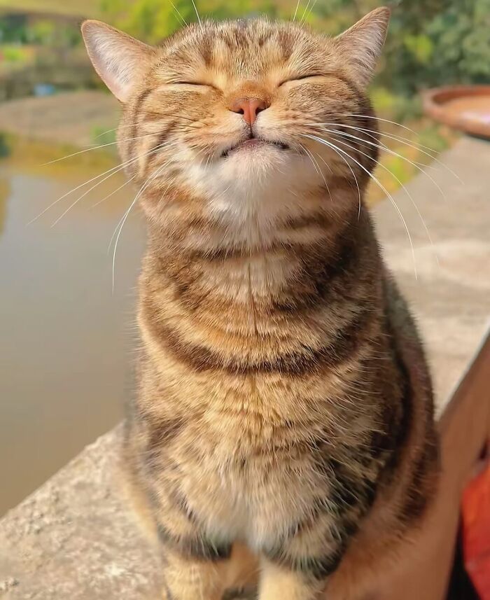 Tabby cat with a serene expression sitting outdoors, showcasing one of the most amazing cats with an immaculate aura.