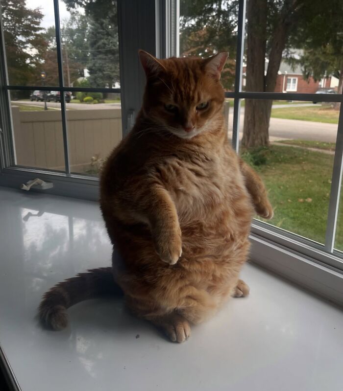Chubby orange cat sitting on a windowsill with an immaculate aura in a cozy home setting.