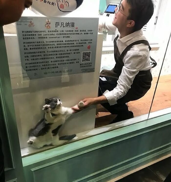 A cat with an immaculate aura playfully interacting with a person through a glass window in a cozy setting