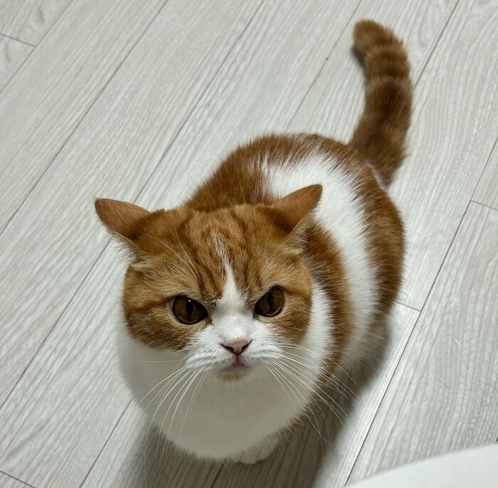 Brown and white cat with striking eyes sitting on a light wooden floor showcasing amazing cats with immaculate auras.