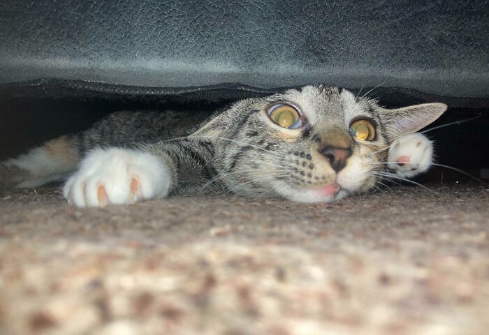 Tabby cat with white paws attempting to hide under a couch but clearly visible, a funny pet hiding fail moment.