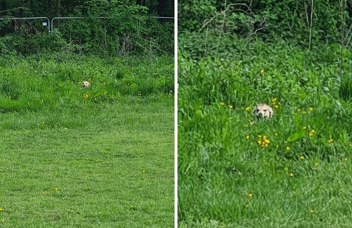 Dog trying to hide in tall grass but clearly visible among green plants and yellow flowers in a field.
