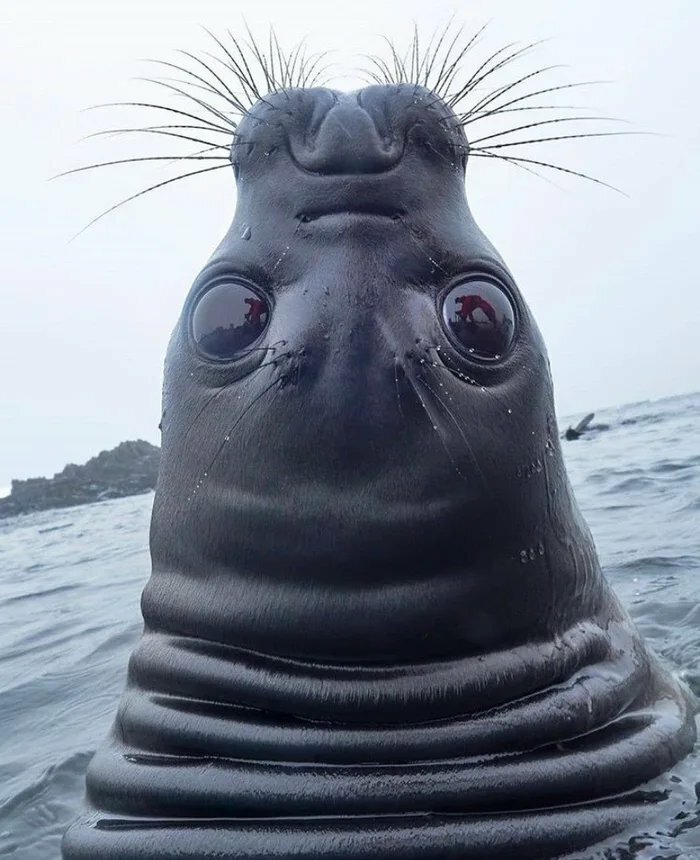 Close-up of a seal with unusual features, captured in a weird photo that looks both blessed and cursed.
