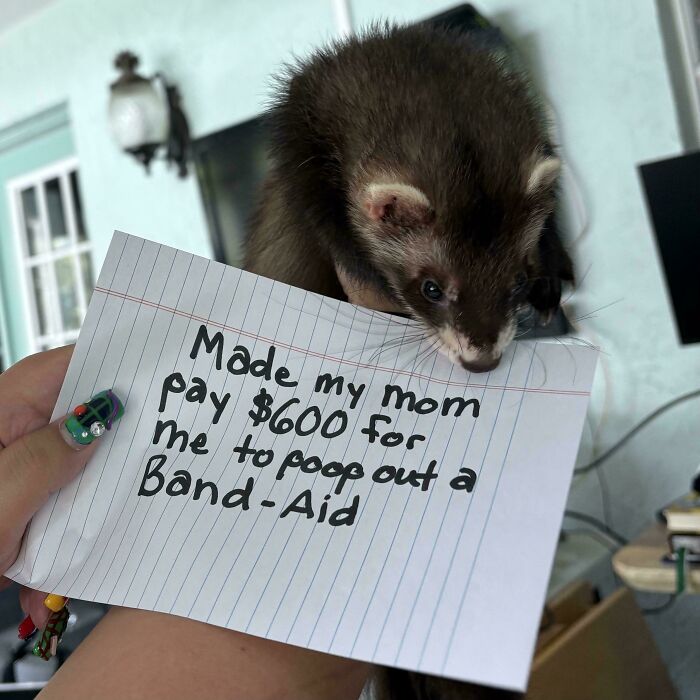 A pet ferret with a shame sign that reads about costing $600 for a Band-Aid, in a pet owner shaming photo.