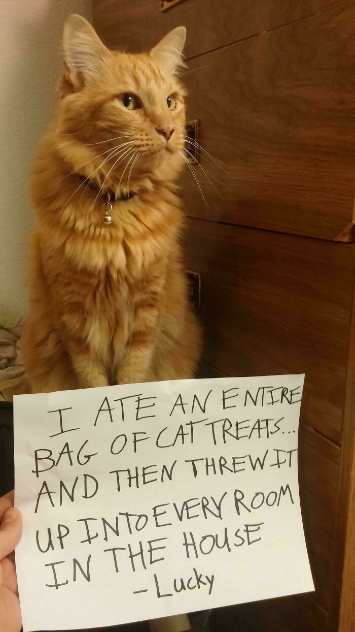 Orange cat wearing a collar sitting next to a sign shaming the pet for eating and throwing up cat treats indoors.