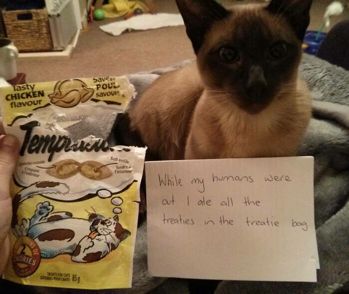 Siamese cat caught in pet shaming photo holding sign about eating all the treats from the bag.