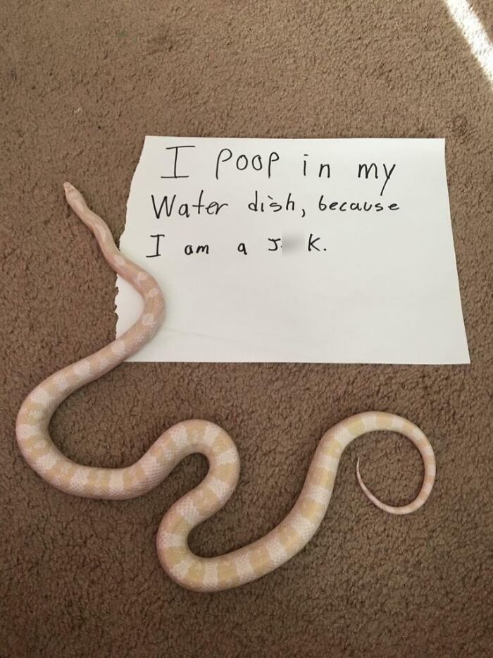 Albino snake next to a shame sign saying it pooped in its water dish, part of pet owners online pet shaming posts.
