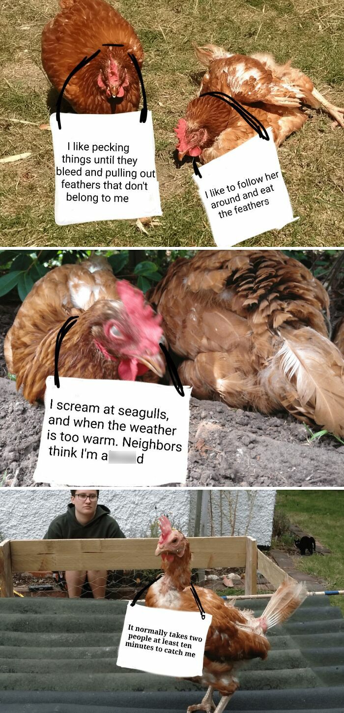 Four chickens with humorous shame signs showing quirky behaviors common in pet owners shaming their pets online.