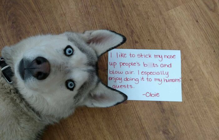 Siberian husky lying on wooden floor with a pet shaming note about sticking nose up people’s boots and blowing air.