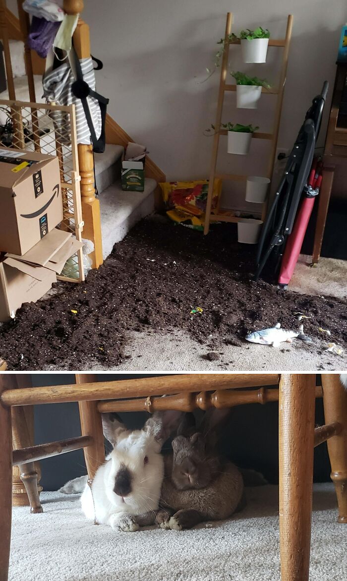 Messy indoor space with soil spilled from plant pots and two pet rabbits hiding under a table in a home setting.
