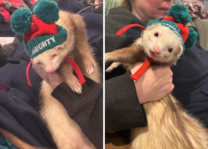 Ferret wearing a festive hat with pom-poms, held by owner in a casual home setting, pet shame photo concept.