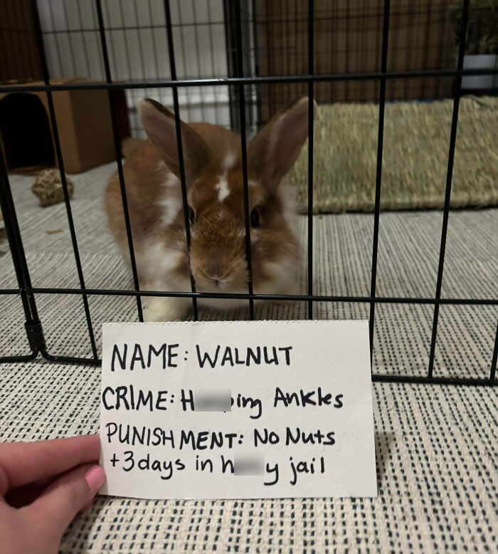 Brown and white pet rabbit behind a cage holding a shame sign about chewing owner's ankles, pet owners shaming pets online.