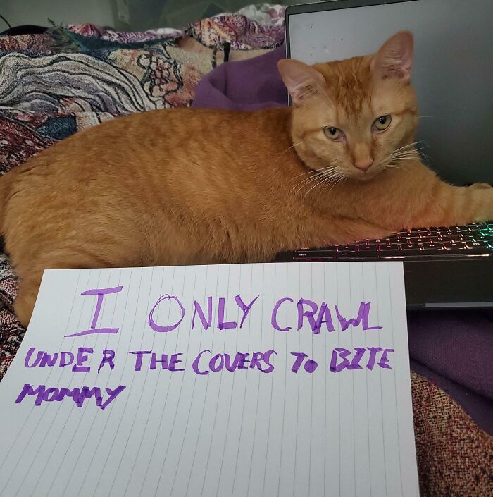 Orange cat lying on a laptop with a pet shaming sign about biting, featured in pet owners online shame posts.