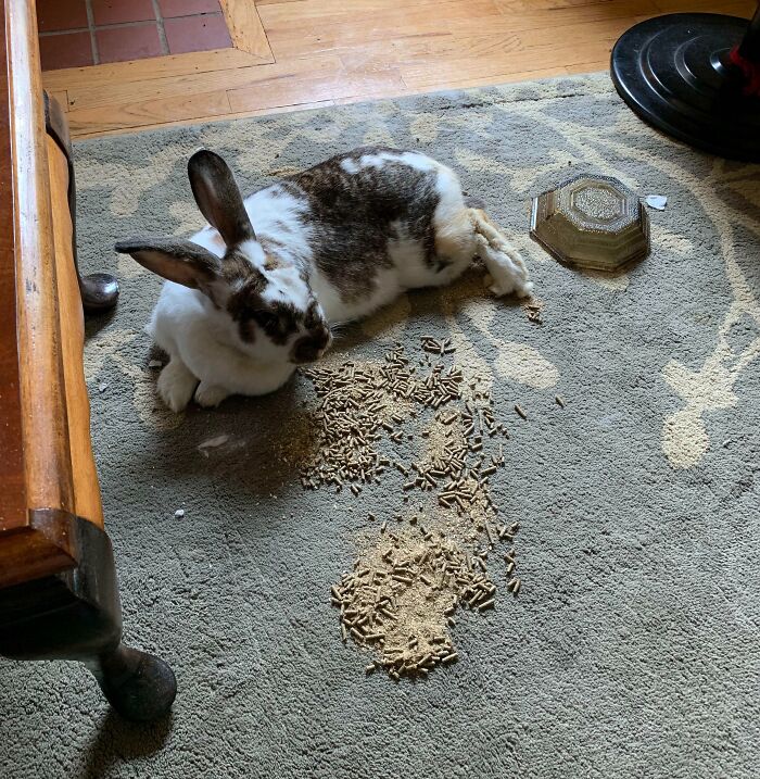 Rabbit lying next to spilled pet food on a carpet, one of many pets owners have shamed online for misbehavior.