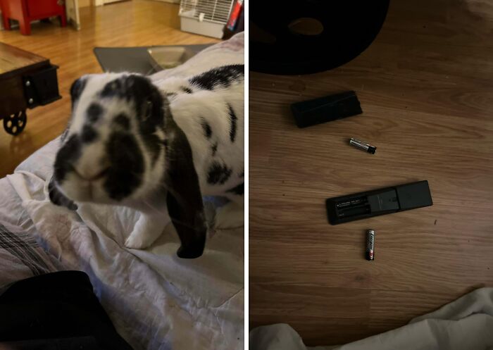 A curious black and white rabbit on a bed next to scattered remote control batteries on a wooden floor, pet owners shaming pets online.