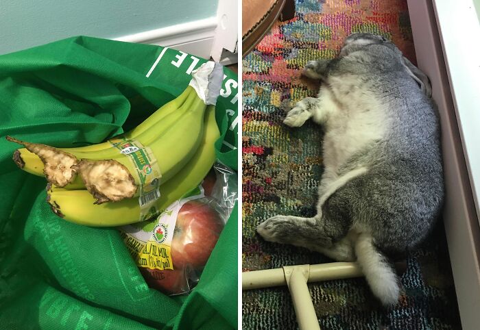 Bananas with bite marks and a gray pet rabbit lying on a colorful rug, showcasing playful pet behavior and owner shaming.