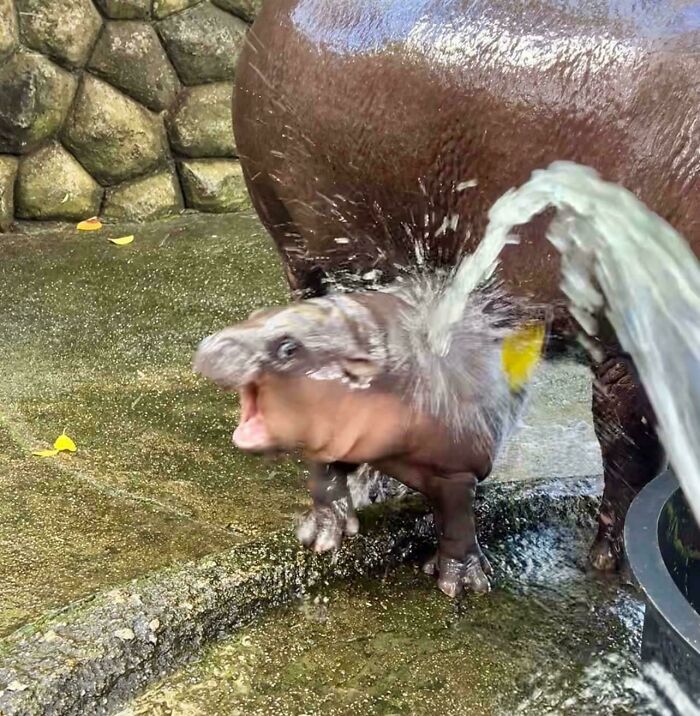 Baby hippo reacting to water spray in a zoo enclosure, a weird and funny moment captured in a strange photo.