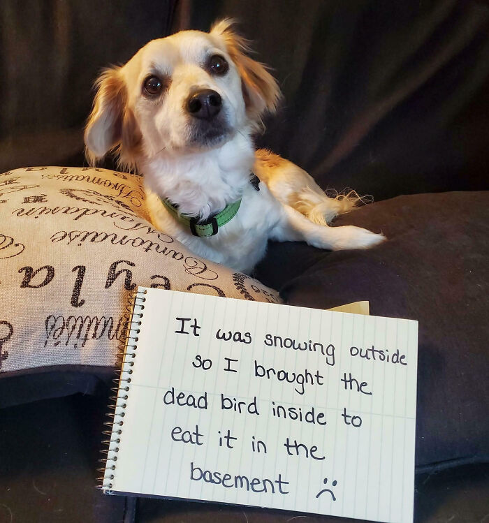 Dog sitting on a couch with a sign admitting pet shaming for bringing a dead bird inside during snowstorm.