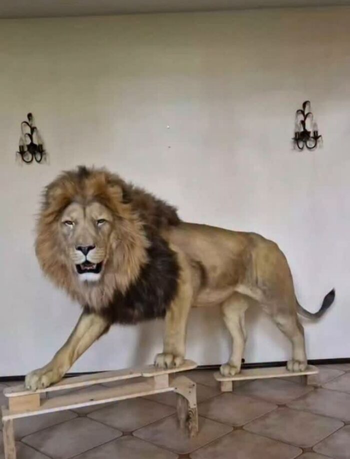 Stunningly realistic lion sculpture crafted with synthetic materials by artists without harming wildlife displayed indoors.