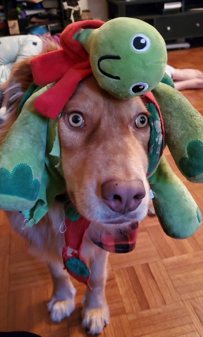 Dog wearing a green stuffed turtle toy on its head, captured in a humorous pet owner shame moment indoors.