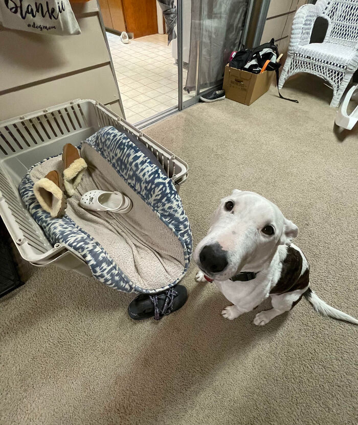 White and brown dog sitting next to a pet bed with slippers and a shoe, part of pet owners shaming their pets online.